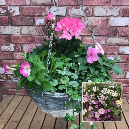 Picture of Pink tones 35cm pre-planted two-tone hanging basket