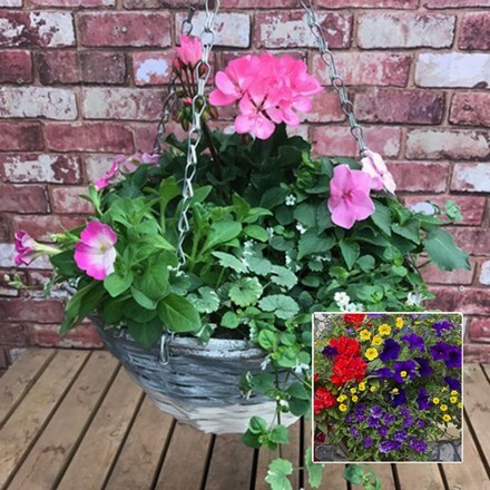 Picture of Mixed 35cm pre-planted two-tone hanging basket