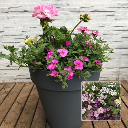 Picture of Pink tones 30cm pre-planted patio pot