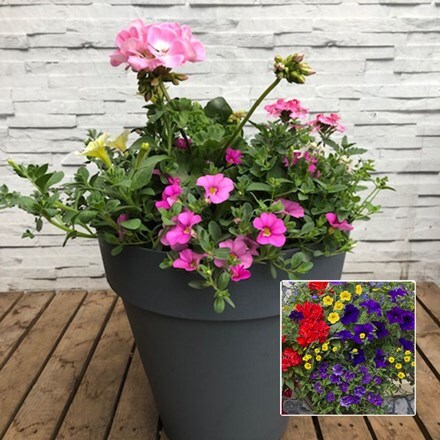 Picture of Mixed 30cm pre-planted patio pot