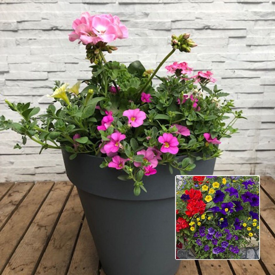 Patio pot - delivered direct by a British nursery