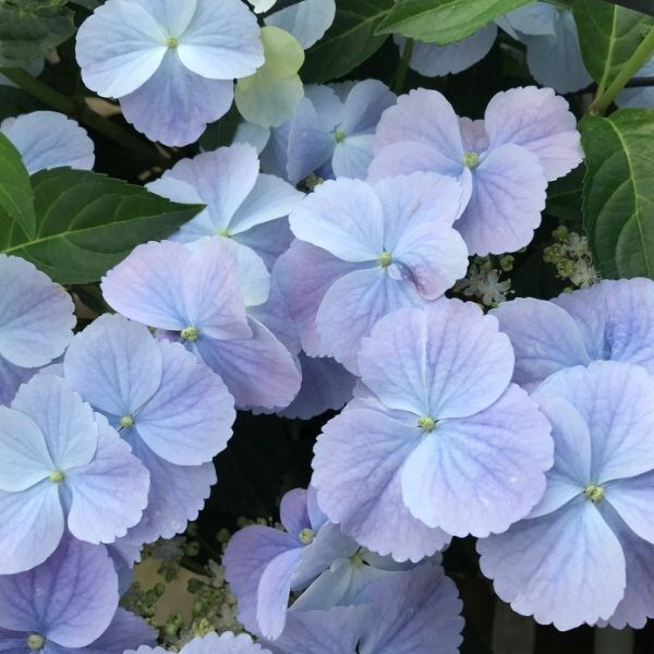 Hydrangea Boléro Blue