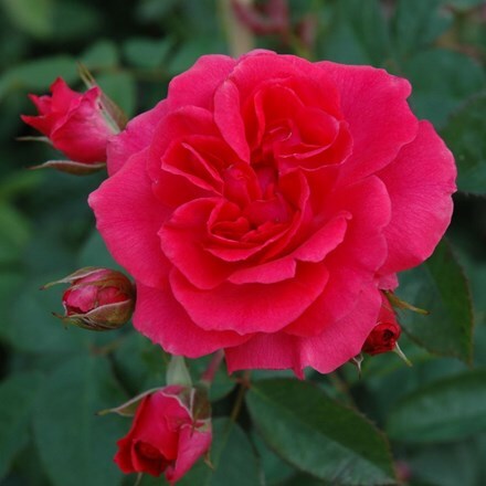 Rosa Wymondham Abbey ('Beadevil')
