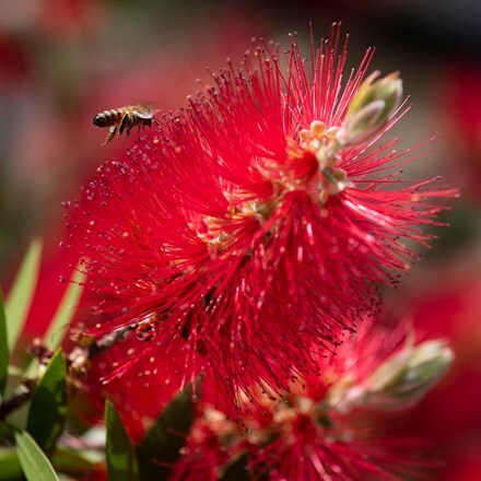 Picture of Callistemon laevis