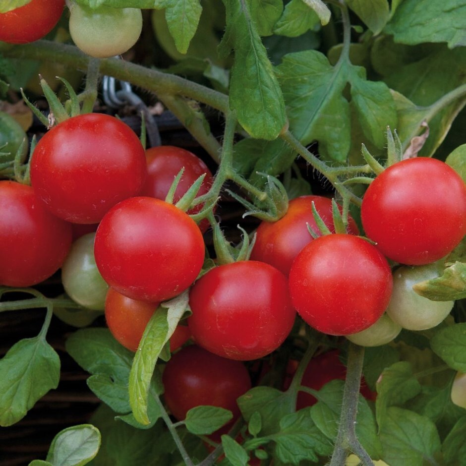 Buy 10 tomato plants delivered direct by a British