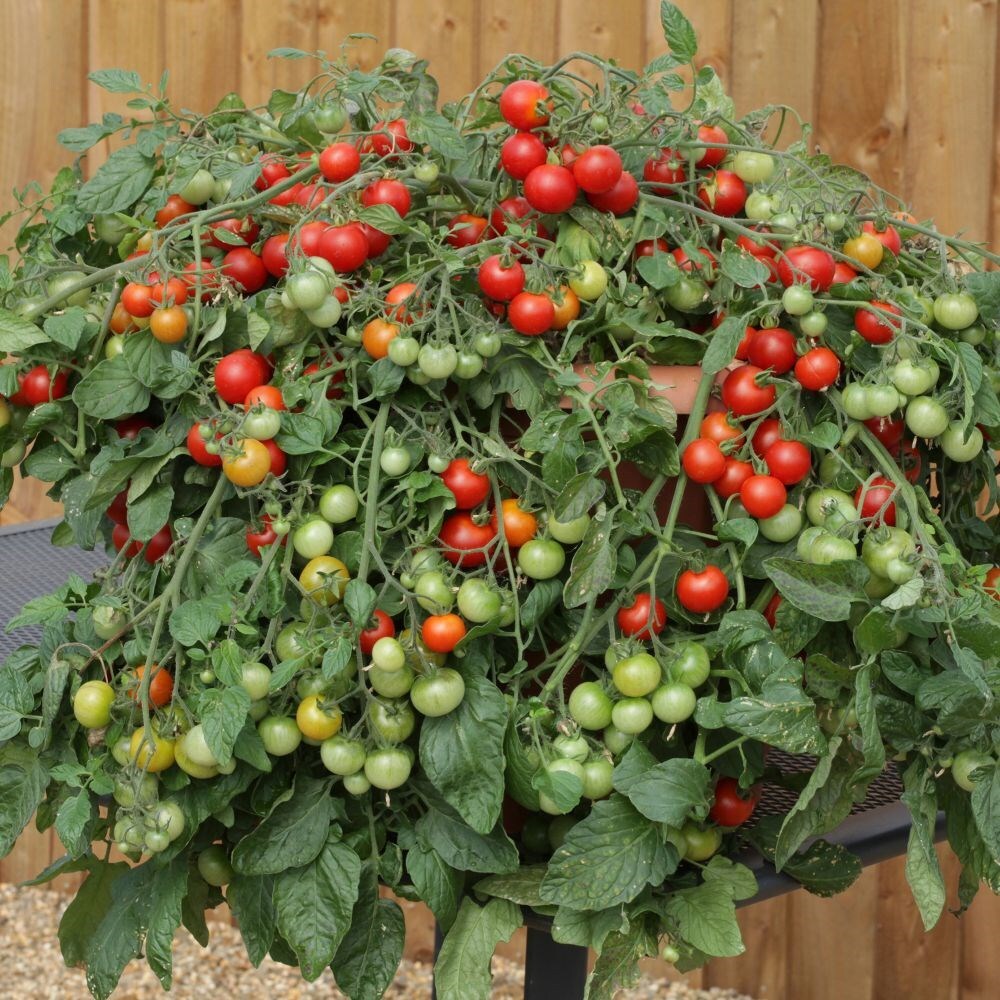 Buy 10 tomato plants delivered direct by a British