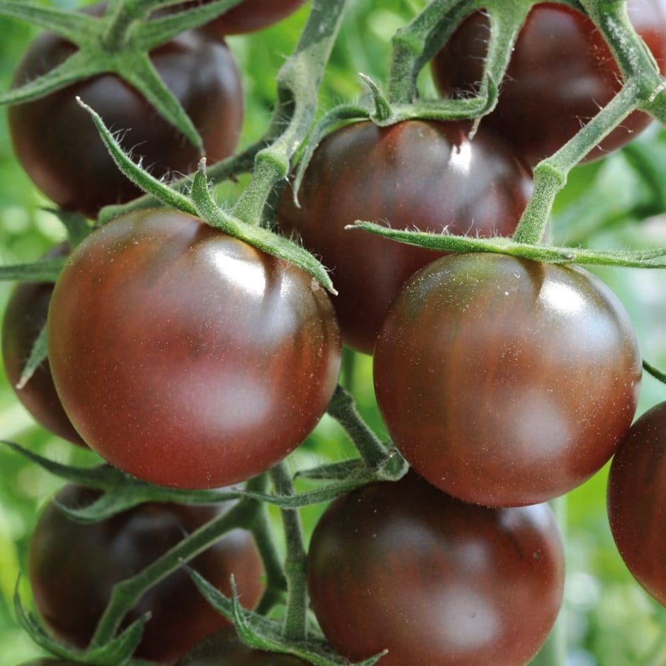 tomato (cherry) 'Chocolate Cherry'