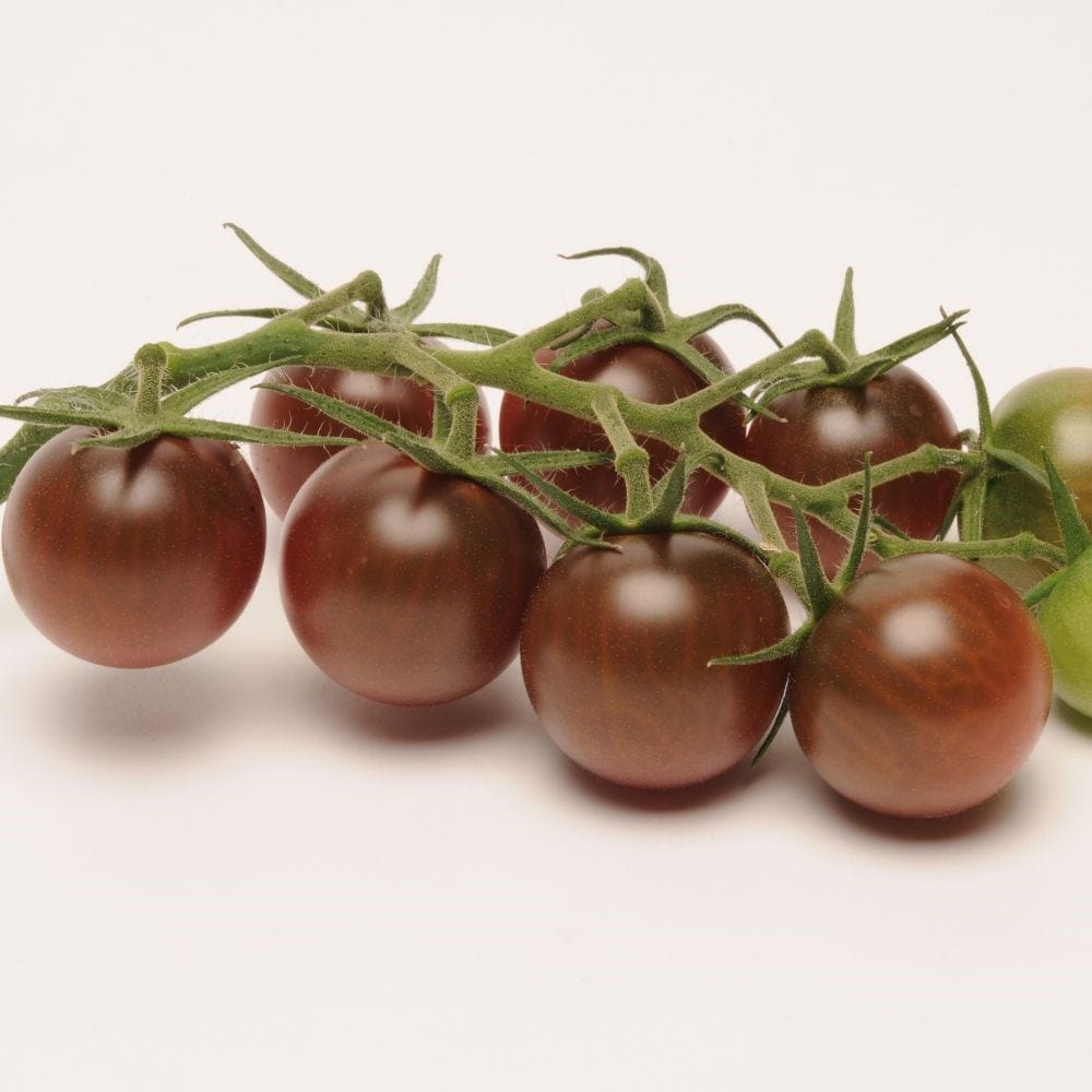 tomato (cherry) 'Chocolate Cherry'