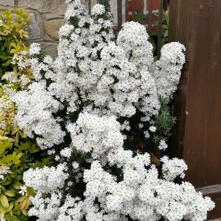 Picture of Olearia phlogopappa Spring Bling