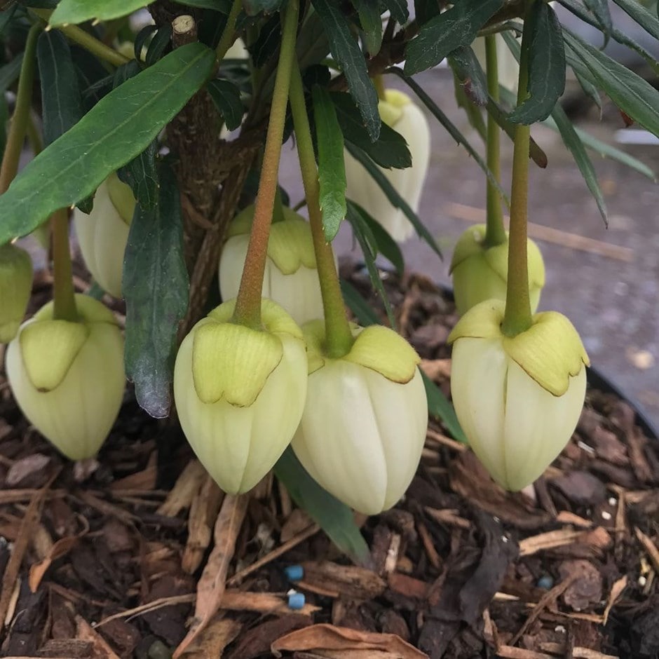 <i>Crinodendron hookerianum</i> 'Alf Robbins' (PBR)