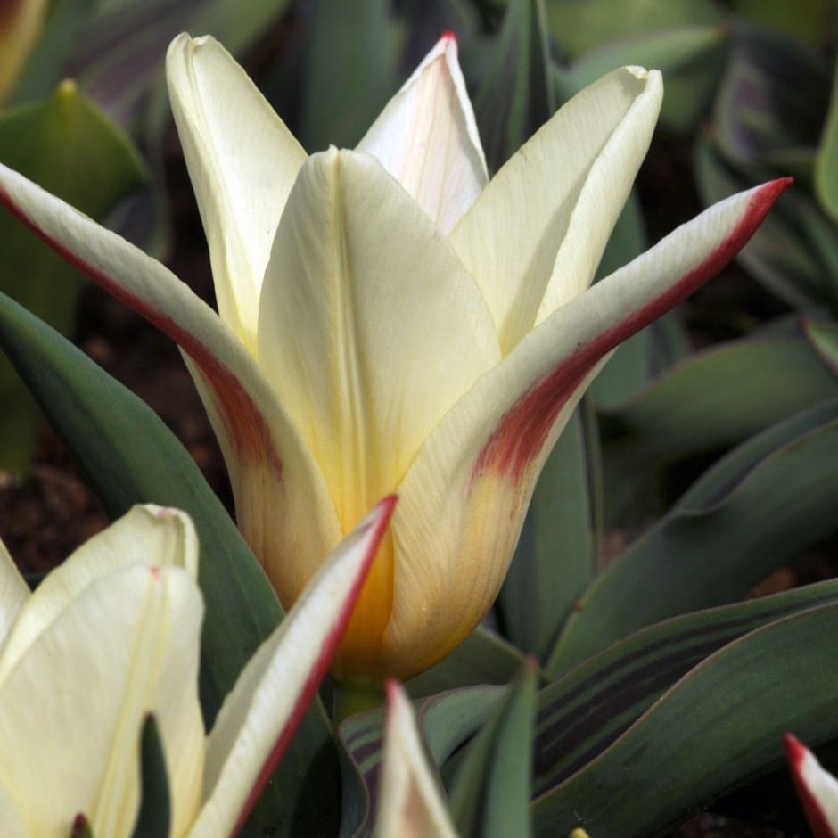 <i>Tulipa</i> 'Johann Strauss'