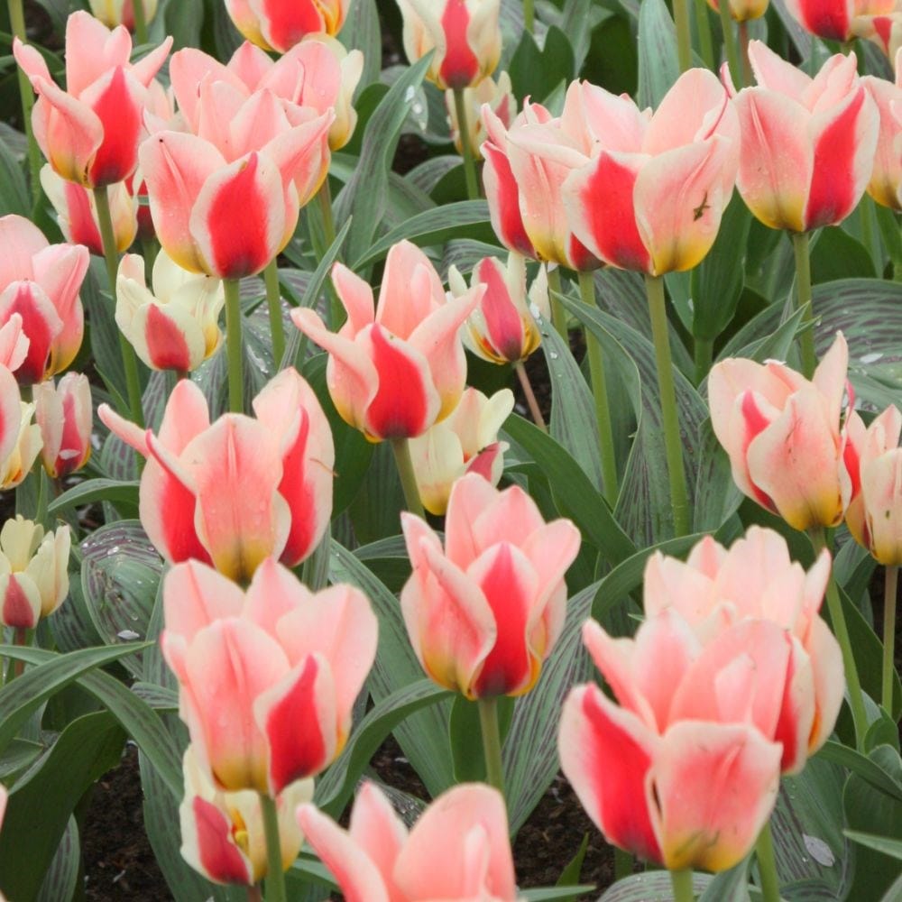 Buy greigii tulip bulbs Tulipa 'Mary Ann': Delivery by Waitrose Garden