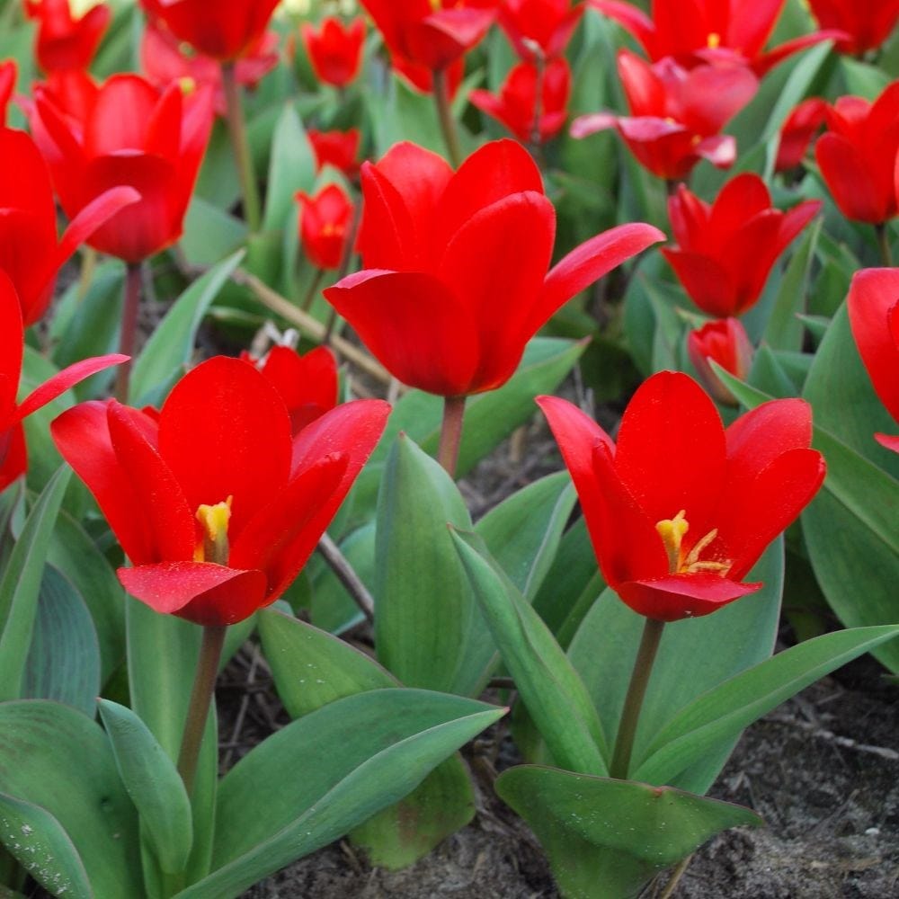 <i>Tulipa</i> 'Showwinner'