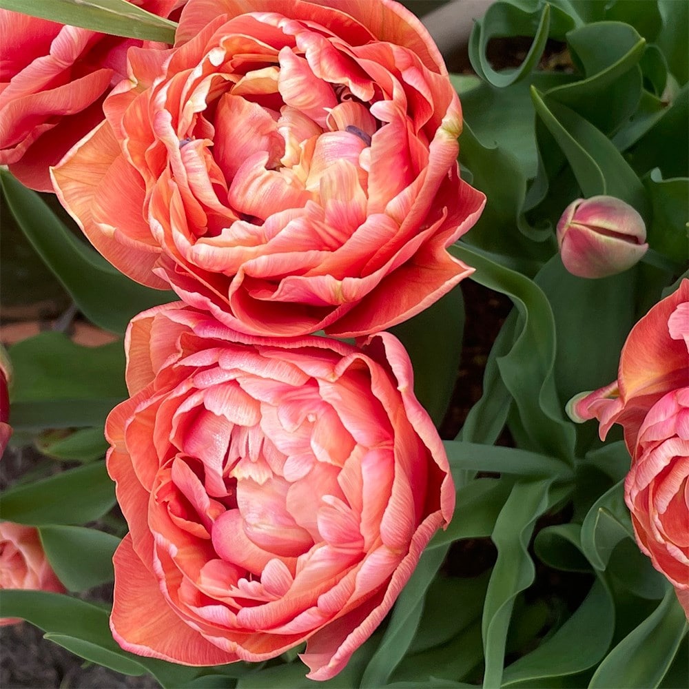 Product options image