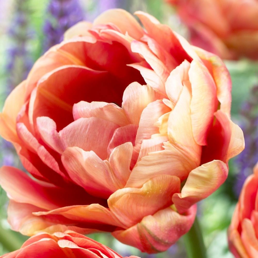 <i>Tulipa</i> 'Copper Image'