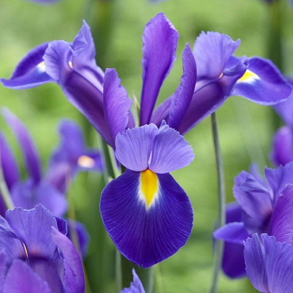 Buy Dutch iris bulbs Iris Valentine: £5.99 Delivery by Crocus