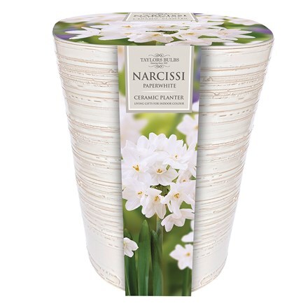 Picture of Paperwhites ready to grow kit