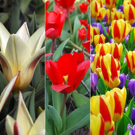 Picture of Early flowering tulips kaufmanniana collection