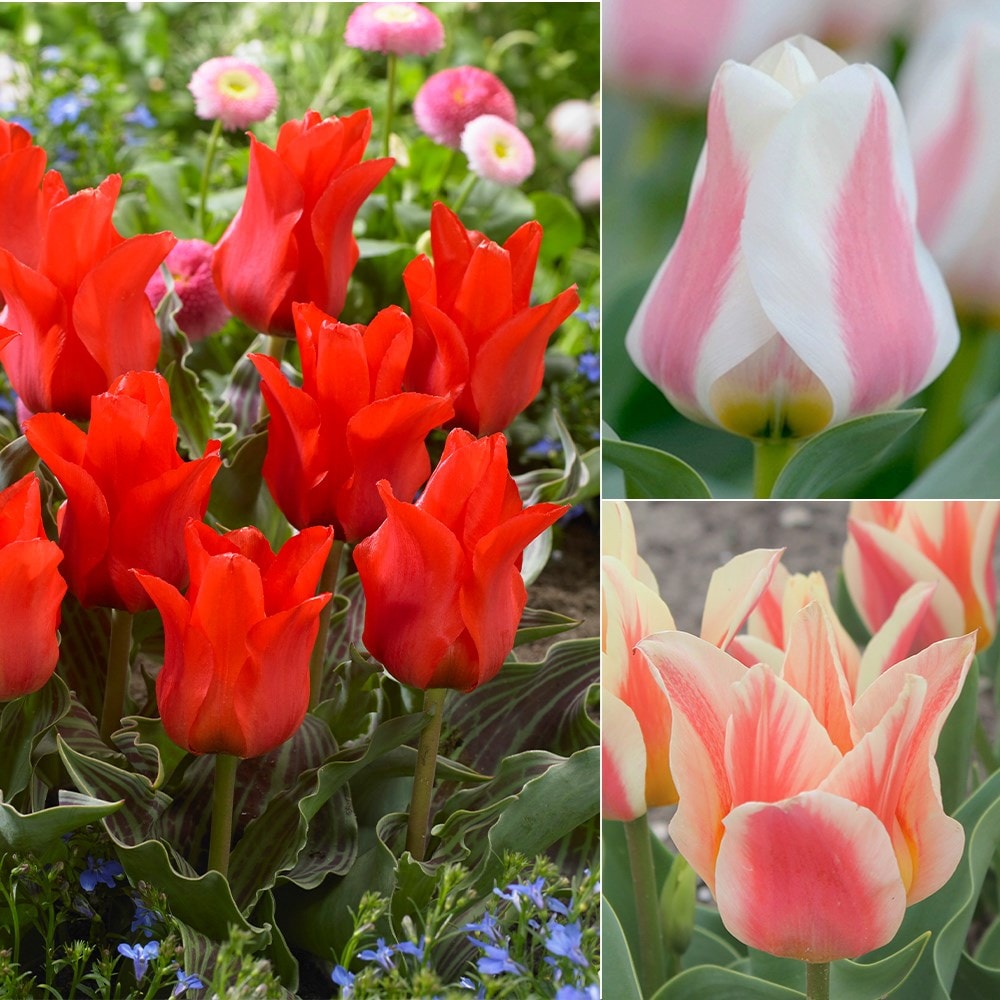 Product options image