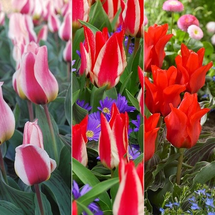 Rockery tulips greigii collection