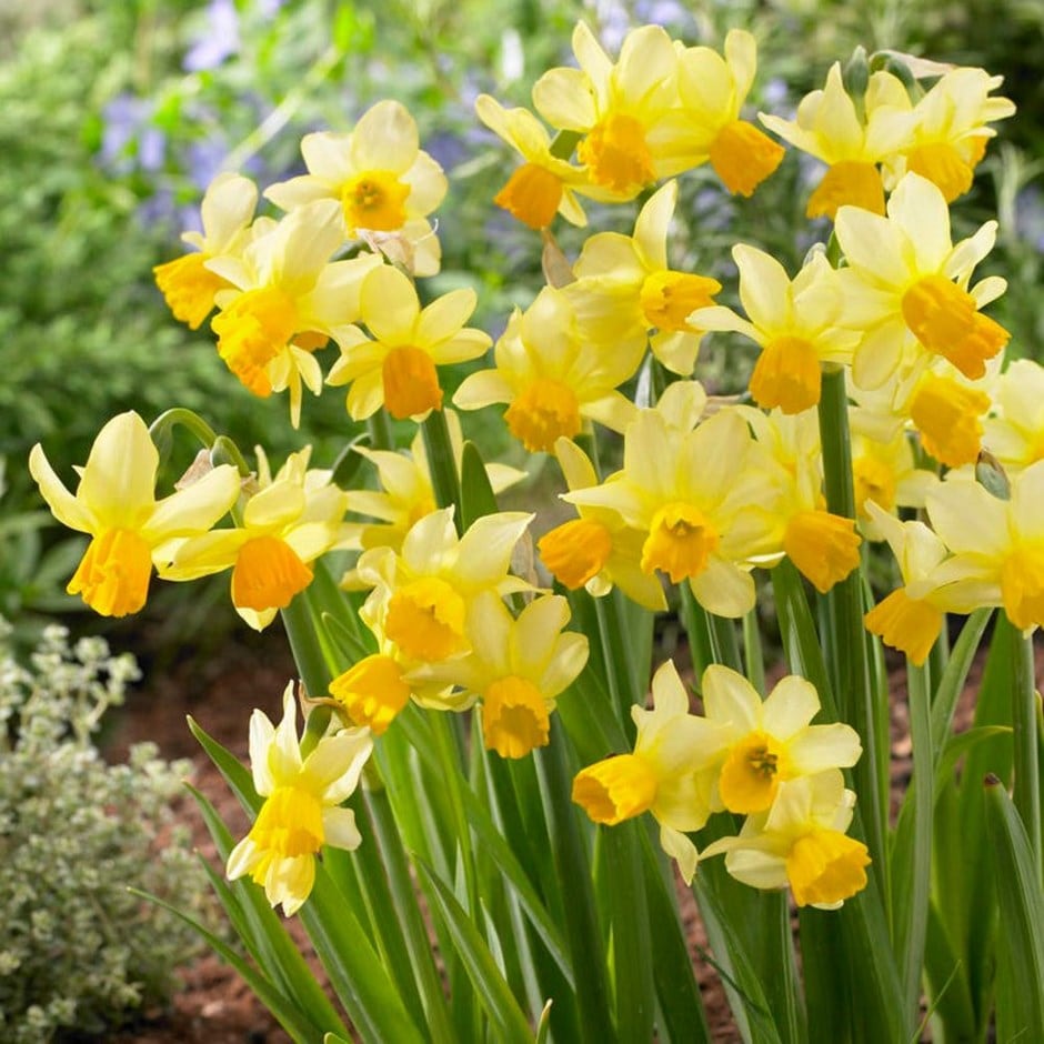 miscellaneous daffodil bulbs