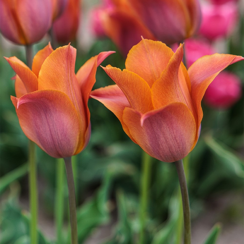 <i>Tulipa</i> 'Request'