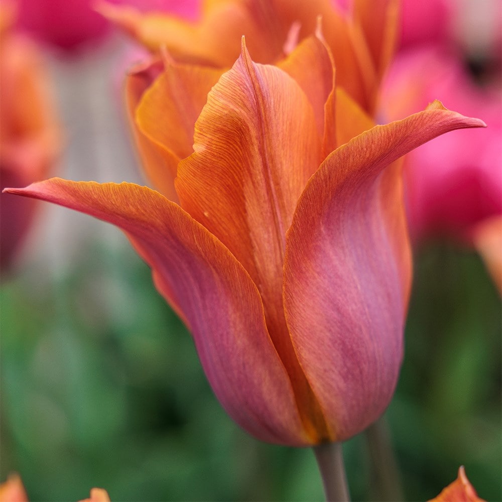 <i>Tulipa</i> 'Request'