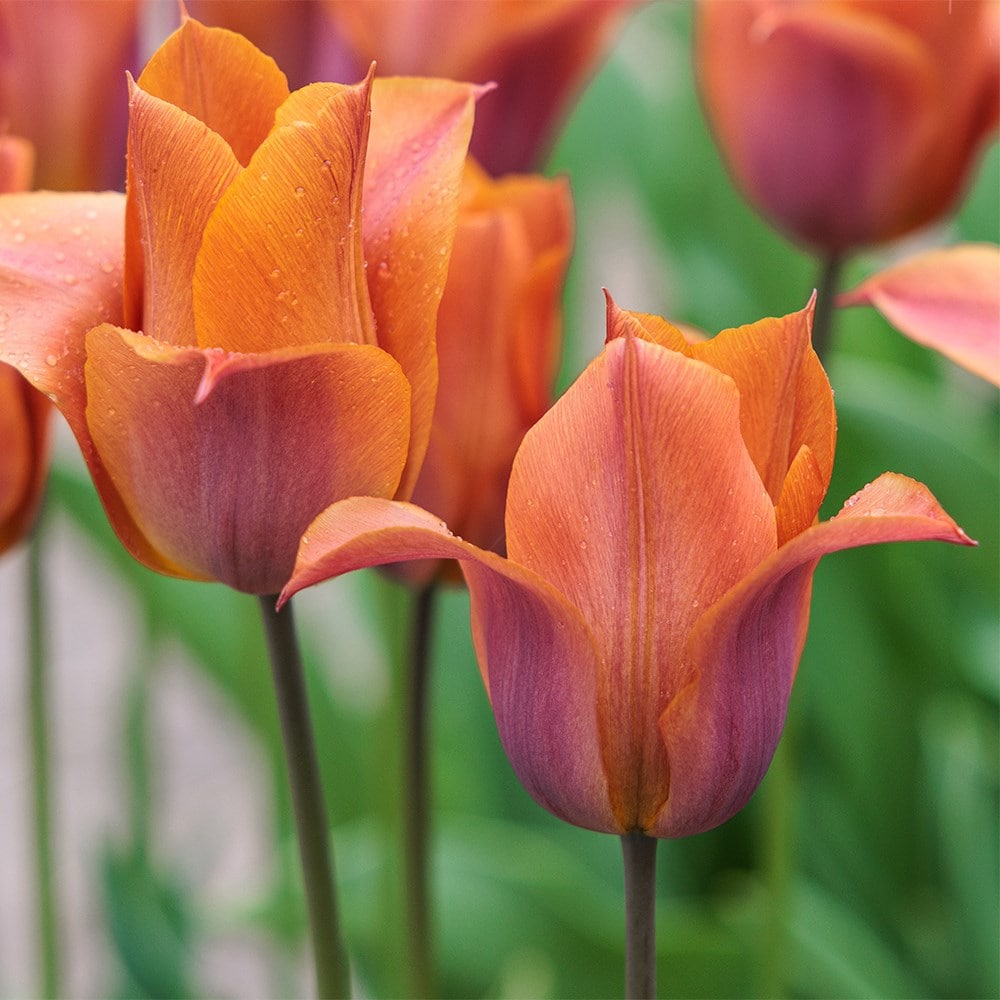 <i>Tulipa</i> 'Request'