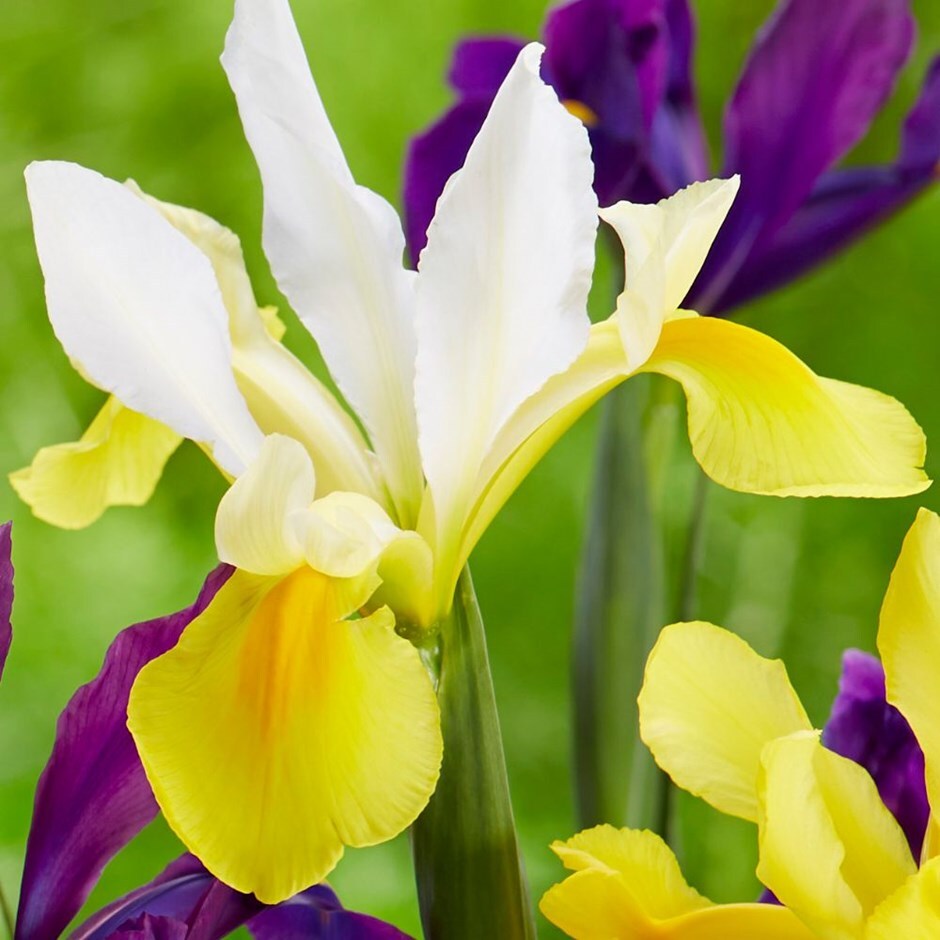 Buy Dutch Iris Bulbs Syn Iris Hollandica Iris Symphony £599 Delivery By Crocus