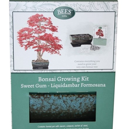 Bonsai sweet gum - seed growing kit