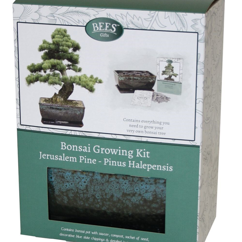 Aggregate more than 148 bonsai tree gift kit latest kidsdream.edu.vn