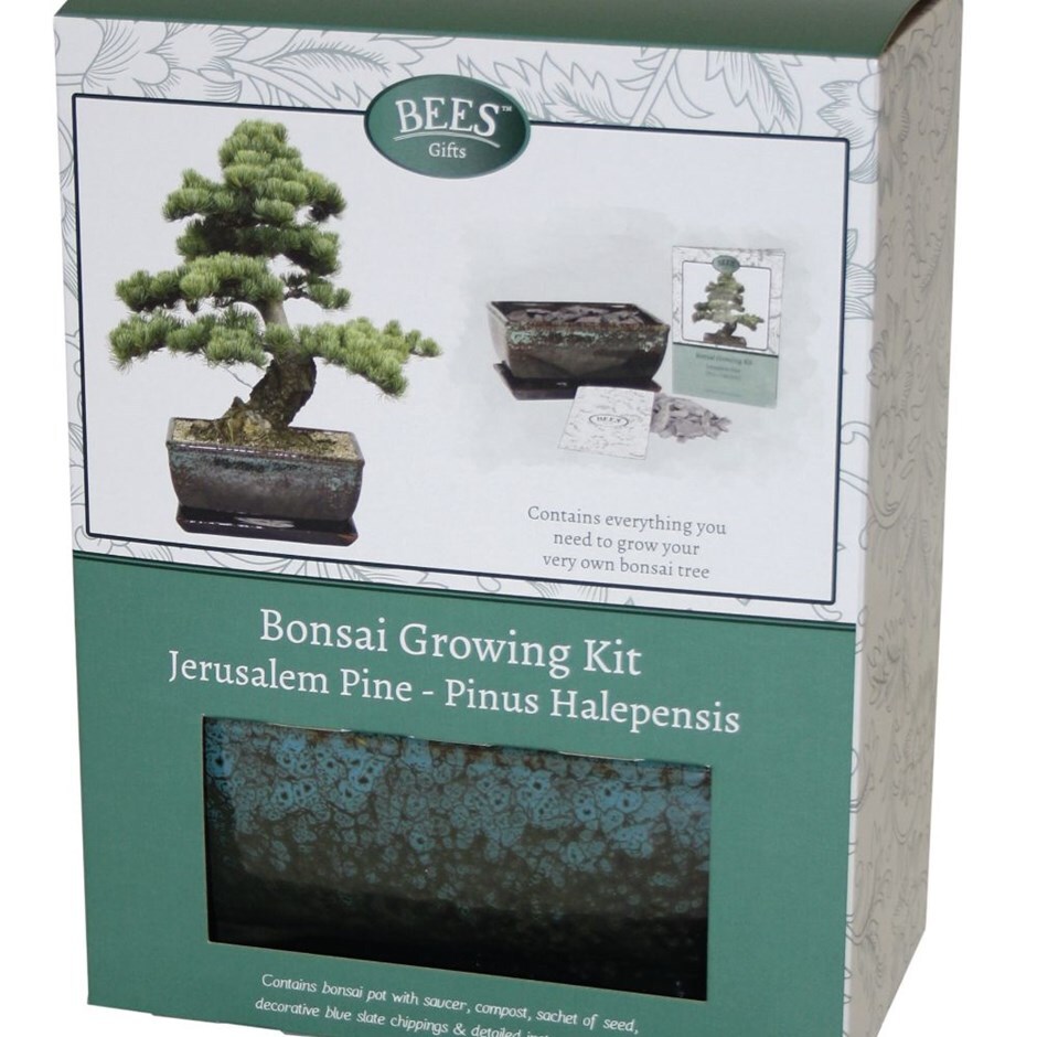 BONSAI TREE KIT. Grow 6 OF Your OWN Bonsai Trees from Seeds WITH