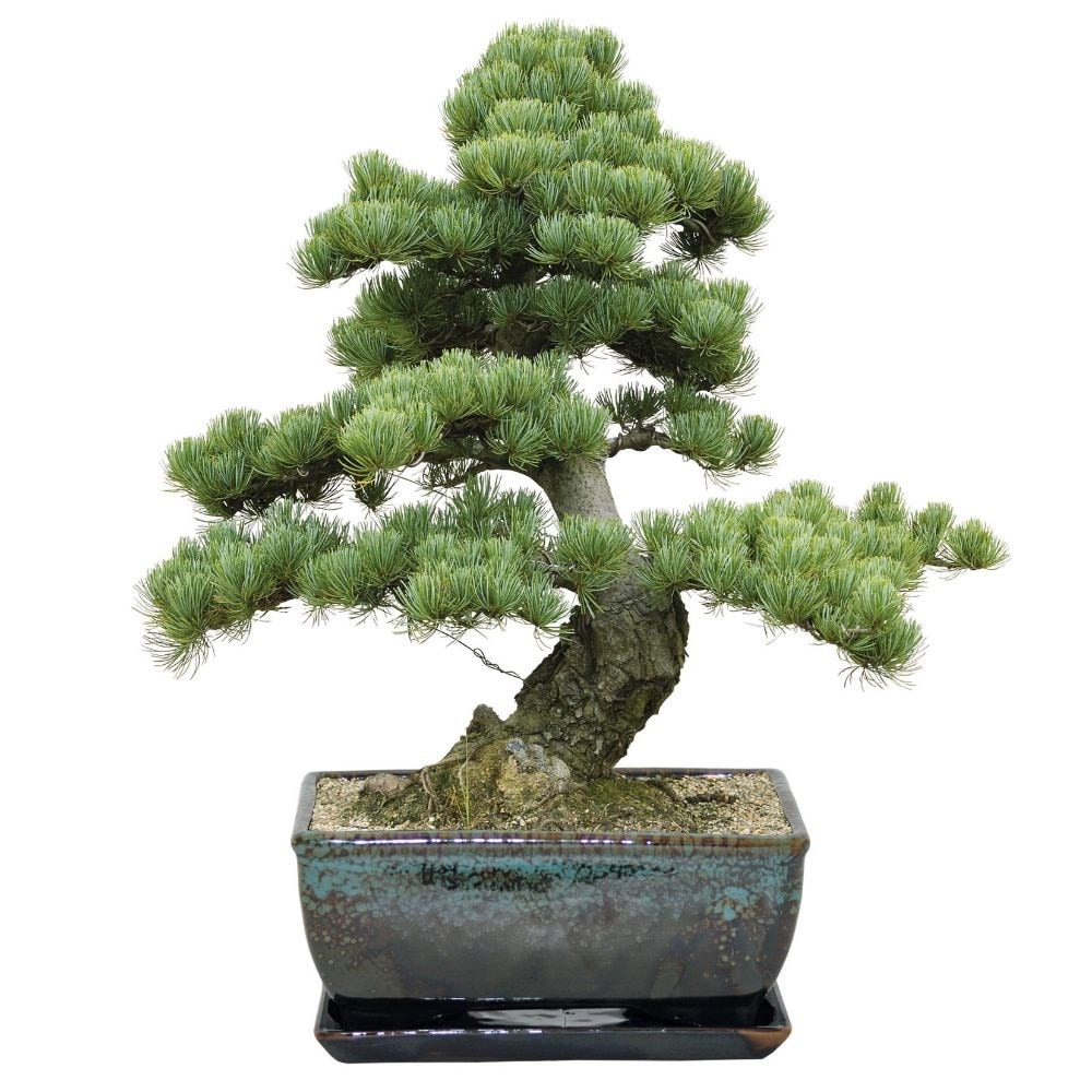 Buy T Set Bonsai Pine Seed Growing Kit £1299 Delivery By Crocus