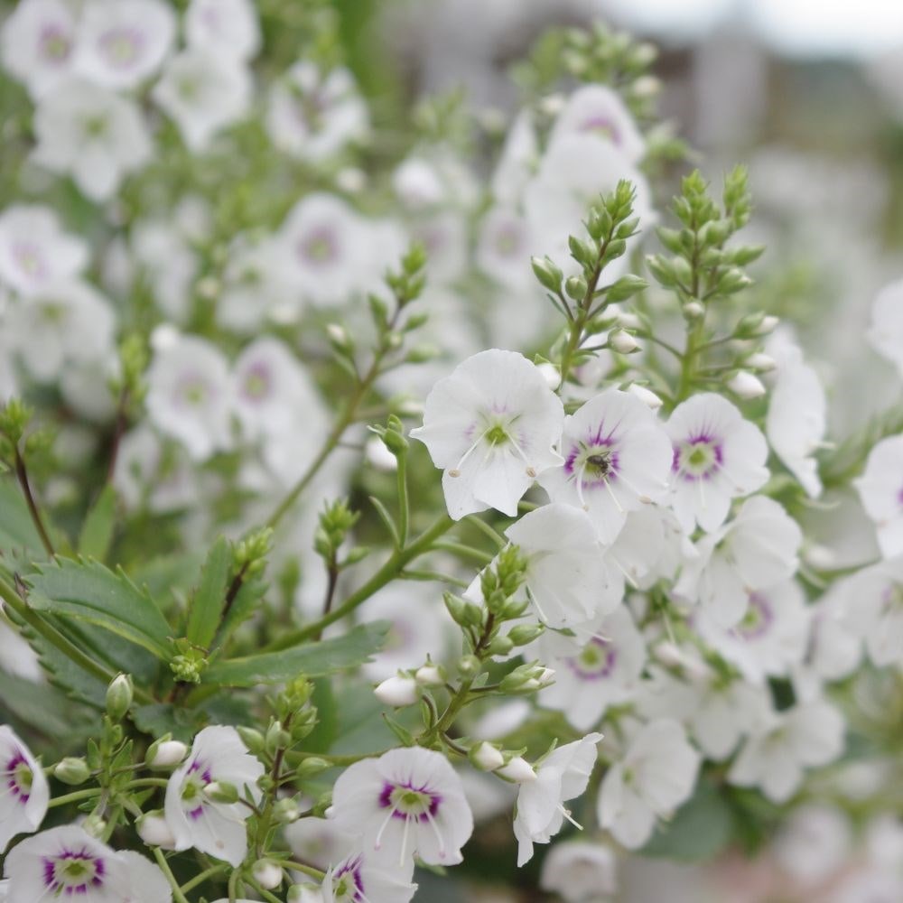 Product options image