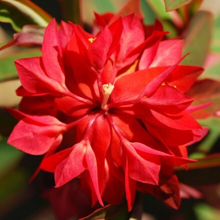 Picture of Euphorbia griffithii Fireglow