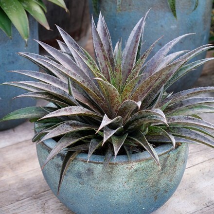 Picture of Mangave Pineapple Express (PBR)