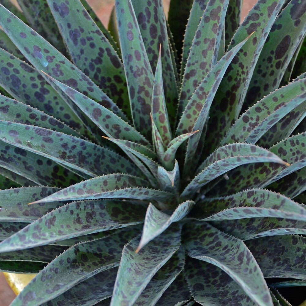 Buy mangave Mangave Pineapple Express (PBR) £24.99