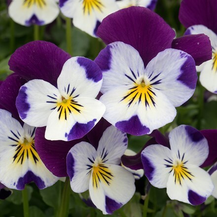 Picture of Viola White Jump Up F1 (Vibrante Series)