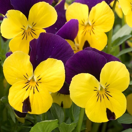 Picture of Viola Yellow Jump Up F1 (Vibrante Series)