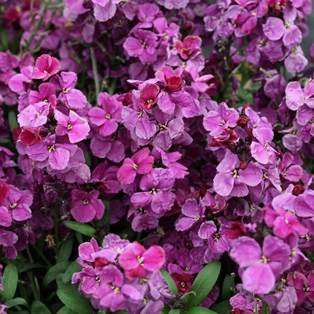 Picture of Erysimum ( wallflower ) Sugar Rush Purple Bicolour