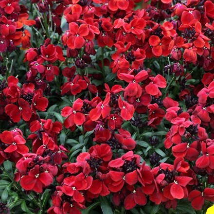 Picture of Erysimum ( wallflower ) Sugar Rush Red