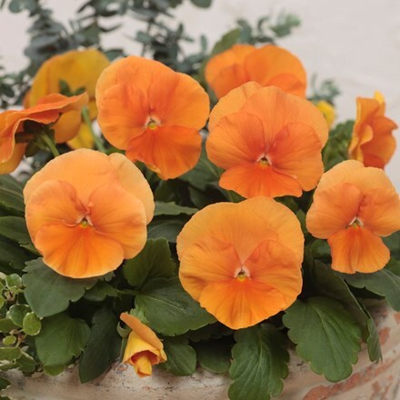 Picture of pansy Deep Orange F1 (Premier Series)