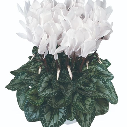 Picture of Cyclamen Success® Pure White (Latina Series)