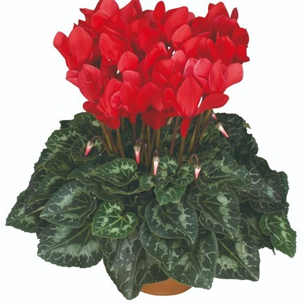 Picture of Cyclamen Success® Bright Red (Latina Series)
