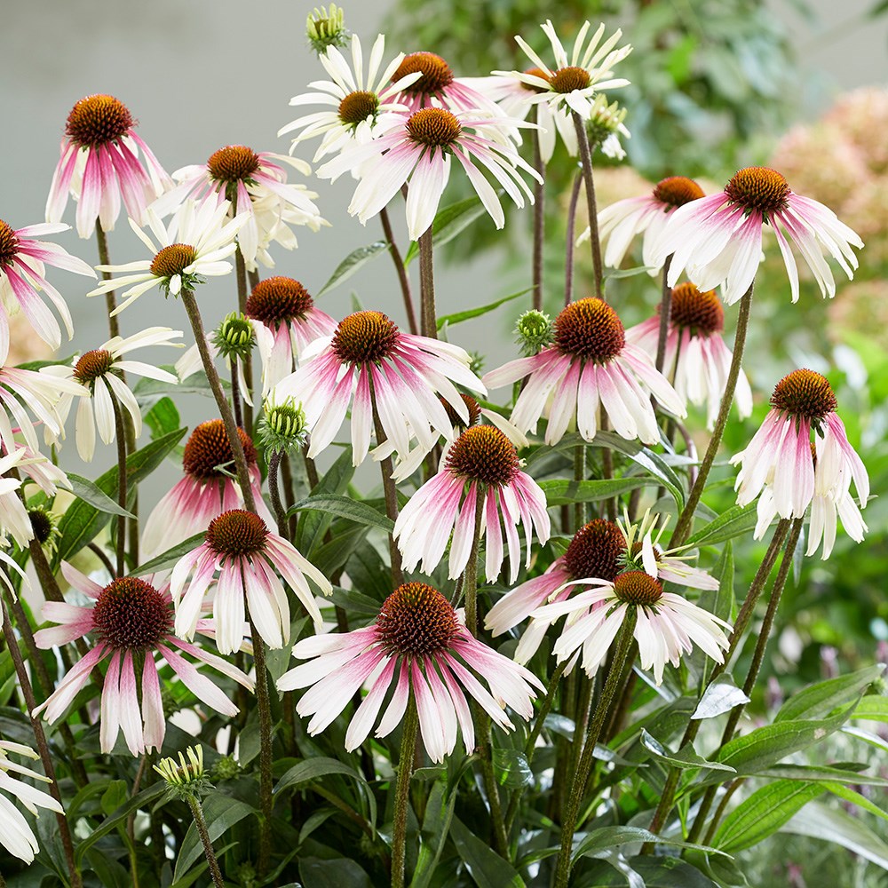 <i>Echinacea</i> <b class=small-caps>Pretty Parasols</b> ('JS Engeltje') (PBR)