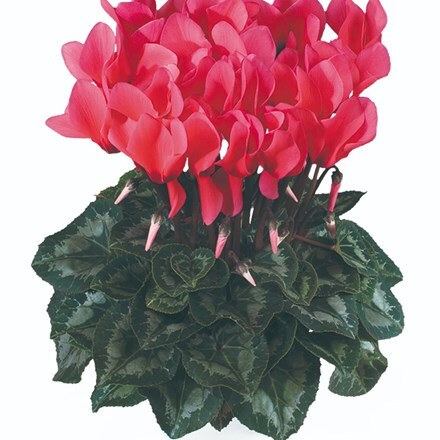 Picture of Cyclamen Success® Salmon (Latina Series)
