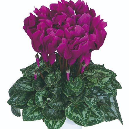 Picture of Cyclamen Purple (Latina Series)