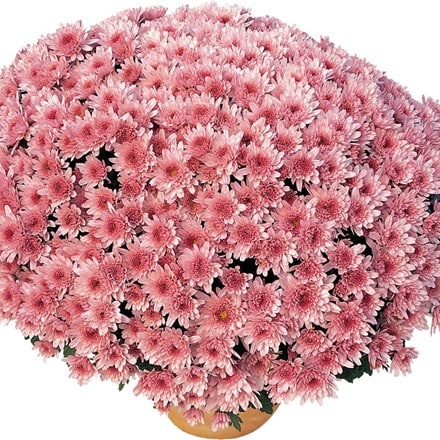 Picture of Chrysanthemum Rose (Yahou Series)