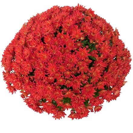 Picture of Chrysanthemum Strawberry (Yahou Series)