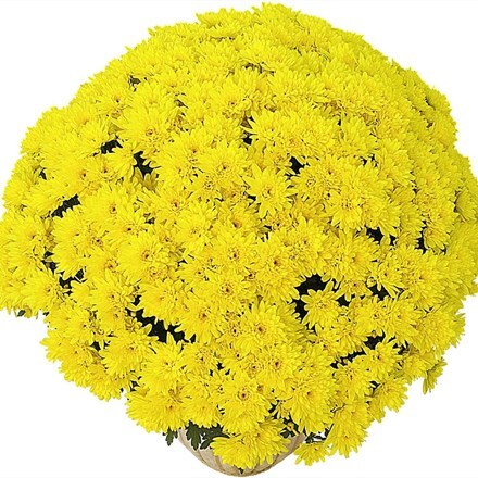 Picture of Chrysanthemum Yellow (Yahou Series)